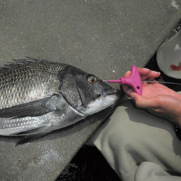 Fish Spike - Lumica - Ikijime Shank A Medium - The Fishermans Hut