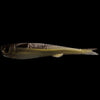 Swimbait - NLBN - Little Mullet