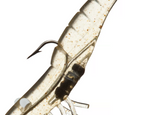 Load image into Gallery viewer, Soft Lure - DOA - Shrimp Spare Bodies 3&quot;
