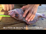 Load and play video in Gallery viewer, Fish Spike - Lumica - Ikijime Shank A Super Long
