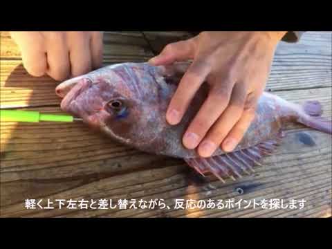 Fish Spike - Lumica - Ikijime Shank A Long