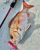 Jointed Swimming Jig - On The Blue - Super Light Jigggy Jr 60g