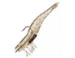 Load image into Gallery viewer, Soft Lure - DOA - Shrimp Spare Bodies 3&quot;

