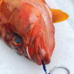 Load image into Gallery viewer, Shrink Tube - Vanfook - B-ST Blue Shrink Tube - The Fishermans Hut
