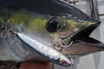 Load image into Gallery viewer, Stickbait - CB ONE - Ryan 180mm - The Fishermans Hut
