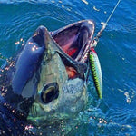 Load image into Gallery viewer, Stickbait - Shimano - Shimano SP Orca Baby - The Fishermans Hut
