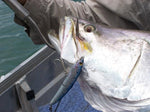 Load image into Gallery viewer, Top Water Floating Minnow - Smith - Saruna F - The Fishermans Hut
