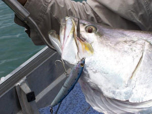 Top Water Floating Minnow - Smith - Saruna F - The Fishermans Hut